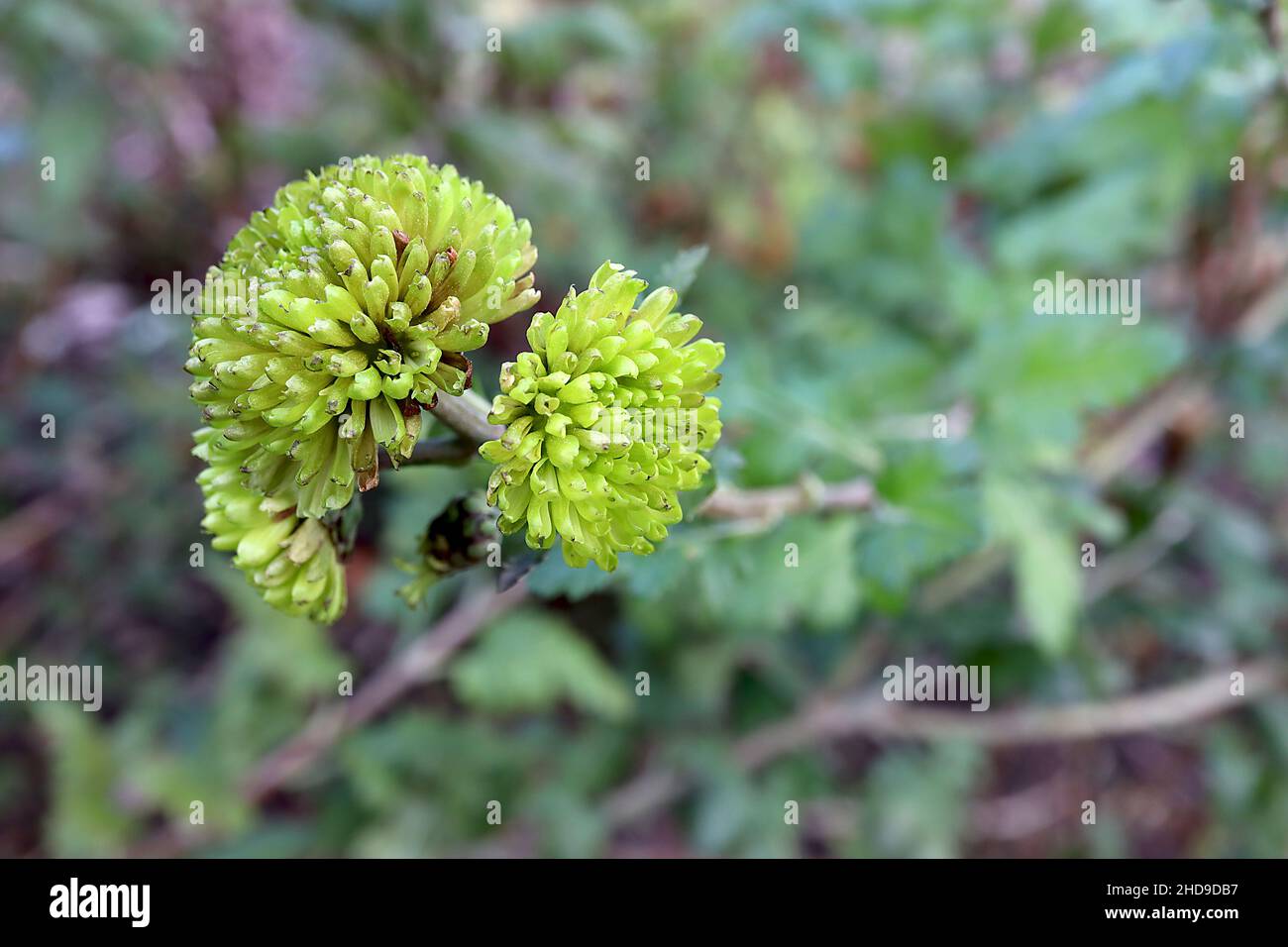 Chrysanthemum 'Lime Green' bottone Chrysanthemum Lime Green – teste di fiori verdi di calce doppia e foglie di lobi verde scuro, dicembre, Inghilterra, Regno Unito Foto Stock