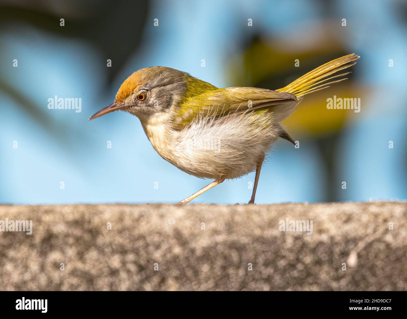 Un uccello su misura che guarda da un muro Foto Stock