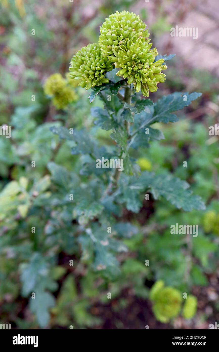 Chrysanthemum 'Lime Green' bottone Chrysanthemum Lime Green – teste di fiori verdi di calce doppia e foglie di lobi verde scuro, dicembre, Inghilterra, Regno Unito Foto Stock