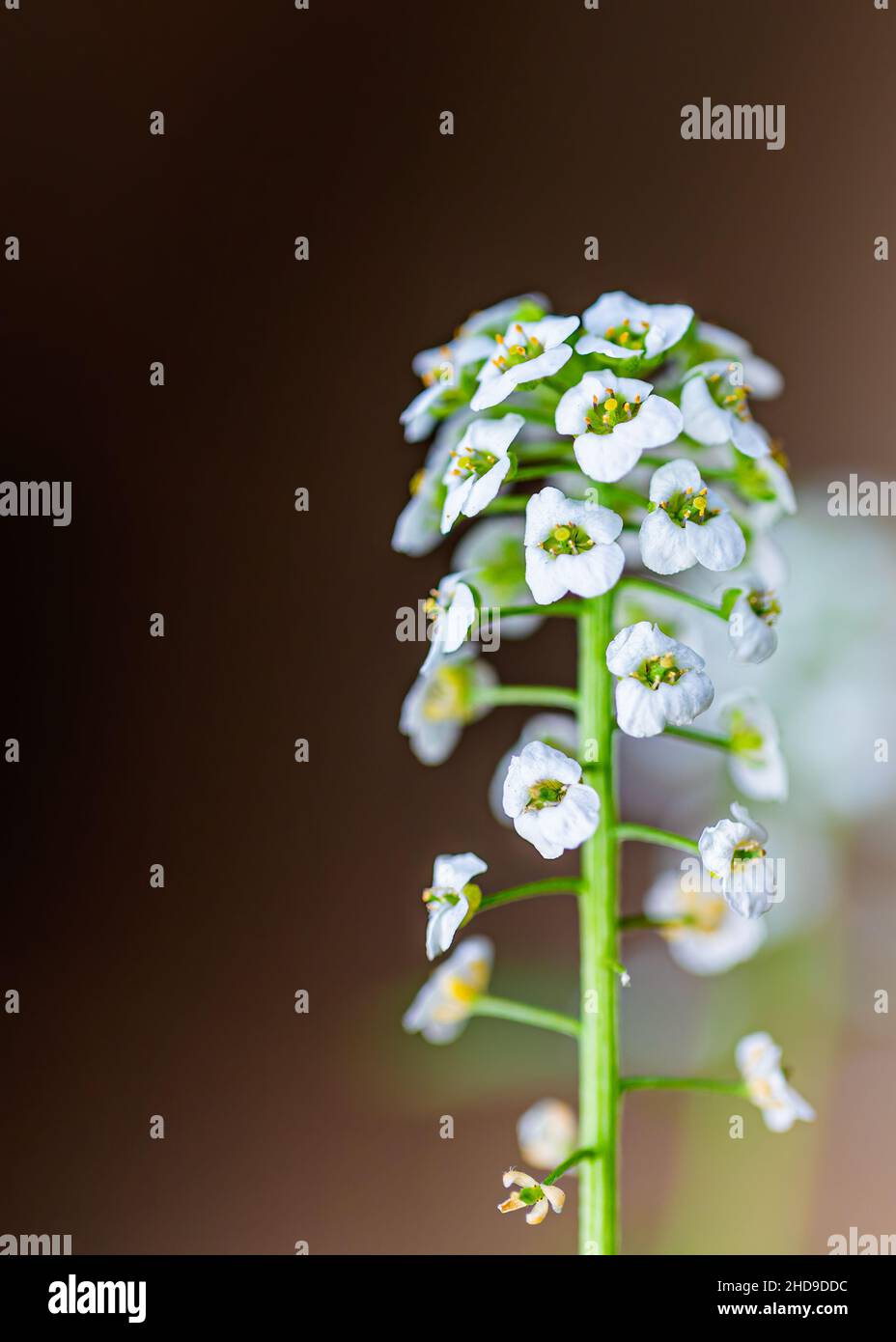 Dolce mazzo di fiori di Alyssum in giardino in piedi da solo Foto Stock