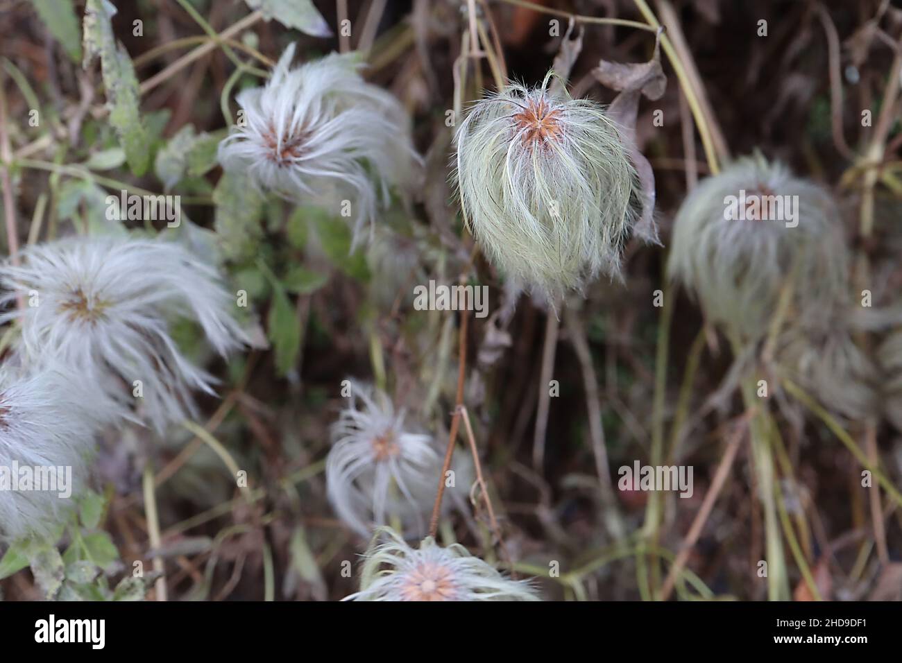 Clematis tangutica Golden clematis – bianco grigio e giallo pallido verde soffice teste di seme, dicembre, Inghilterra, Regno Unito Foto Stock