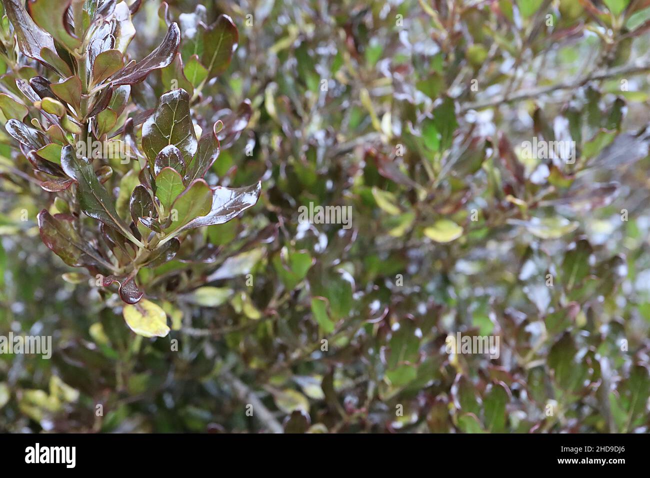 Coprosma riconpenna ‘Pacific Night’ in vetro con pianta Pacific Night – foglie di ovato verde scuro lucido con margini viola e lato inferiore opaco, Foto Stock