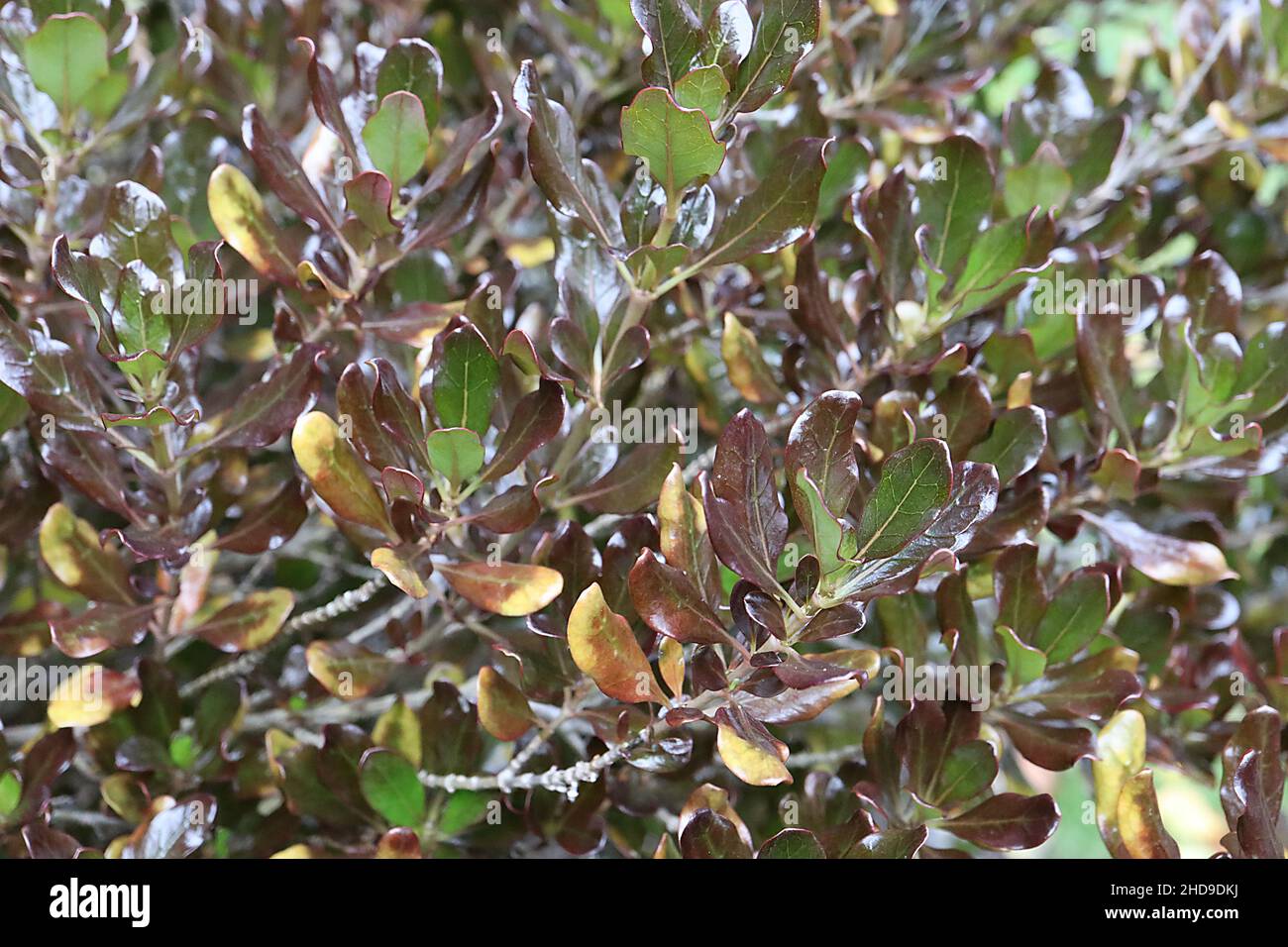 Coprosma riconpenna ‘Pacific Night’ in vetro con pianta Pacific Night – foglie di ovato verde scuro lucido con margini viola e lato inferiore opaco, Foto Stock