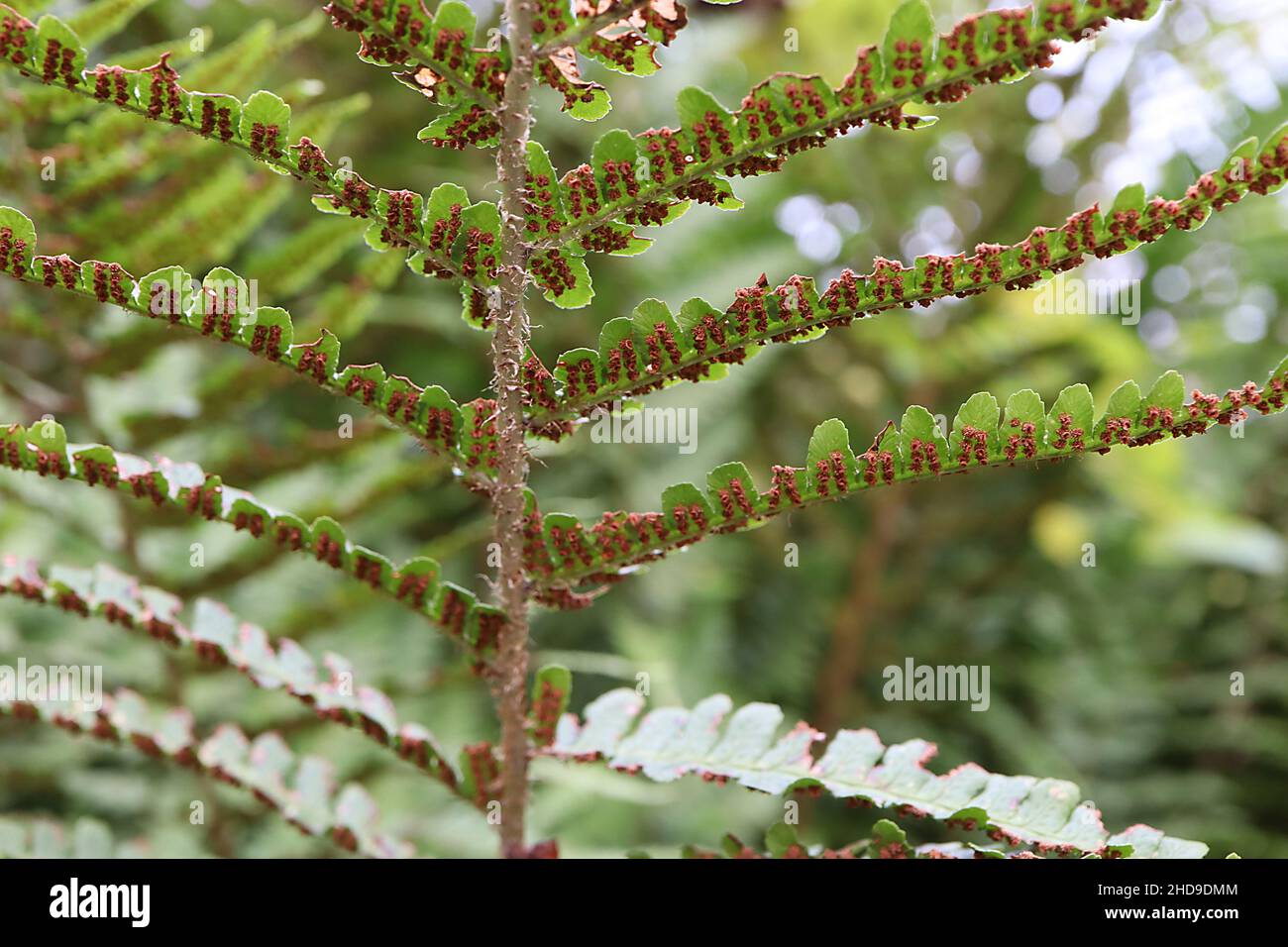 Dryopteris affinis scaly maschio felce – verde brillante bipinnate frontali con margini dentati, circolare spore marrone sul lato inferiore, dicembre, Inghilterra, Regno Unito Foto Stock