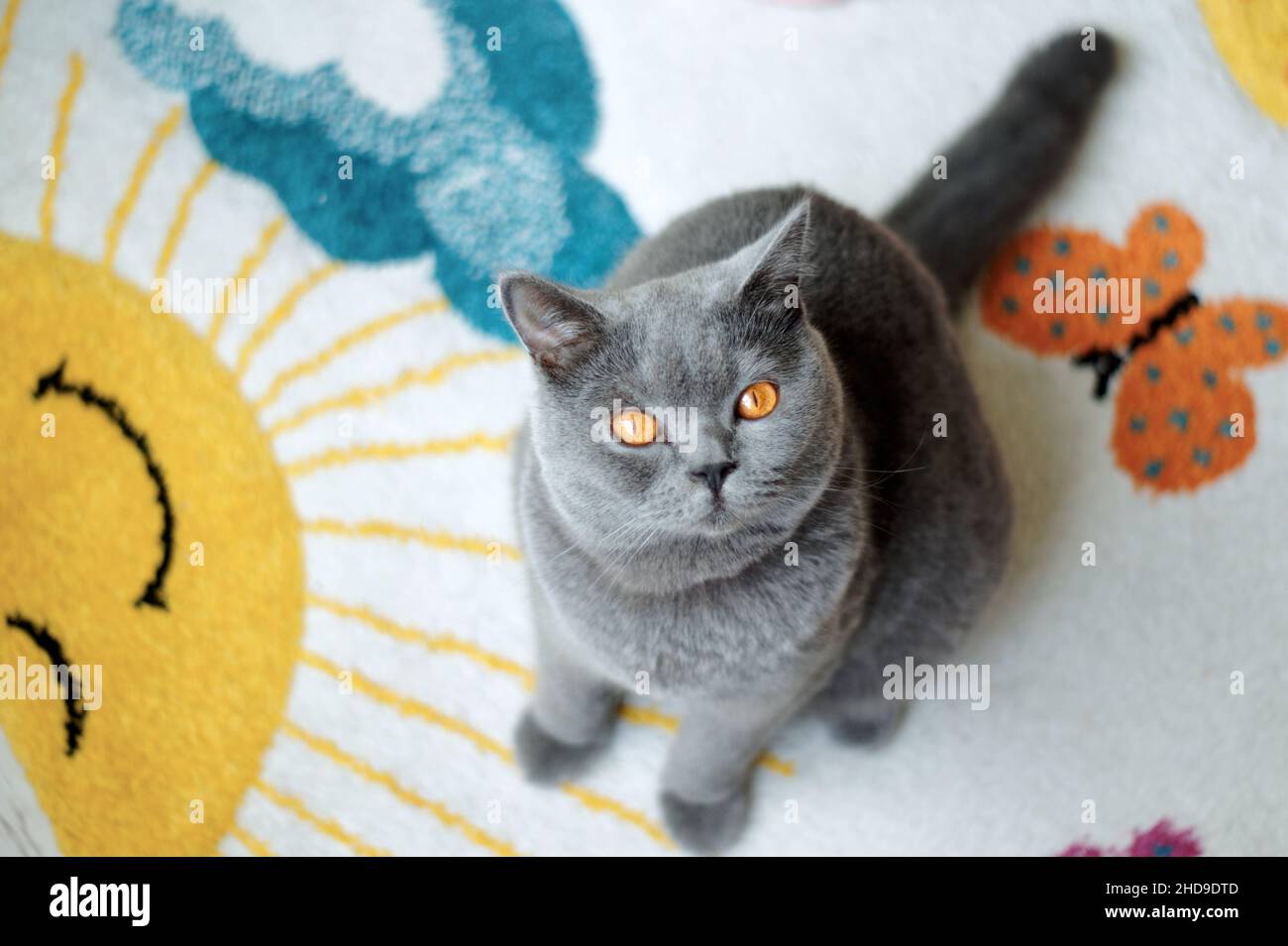 vista aerea di un bel gatto blu shorthair britannico con occhi gialli seduti sul tappeto guardando la macchina fotografica Foto Stock