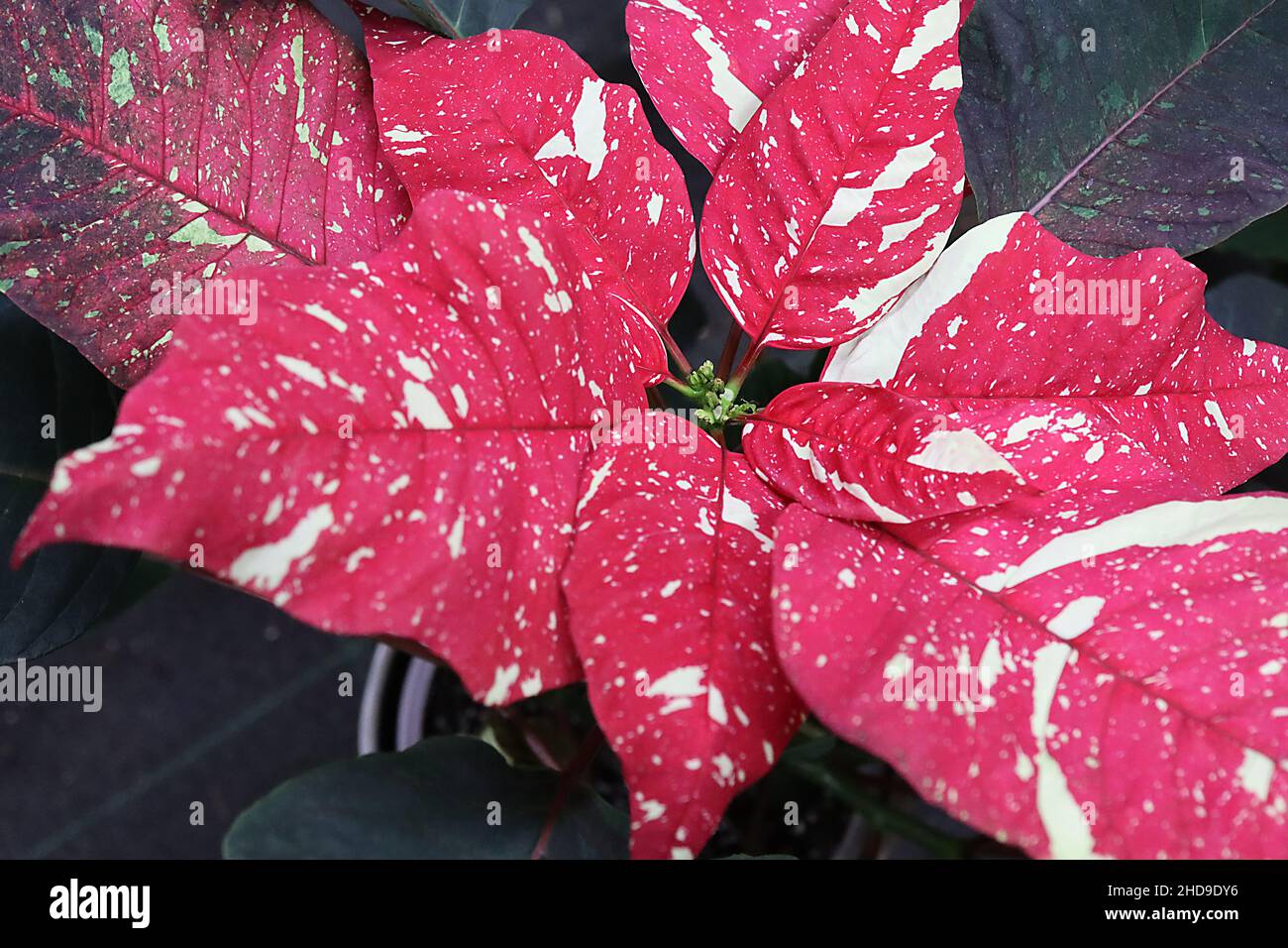 Euphorbia pulcherrima «Red glitter» poinsettia Red glitter – piccoli fiori e ampi cratti a foglia rossa di ovata con macchie di crema irregolari, dicembre Foto Stock