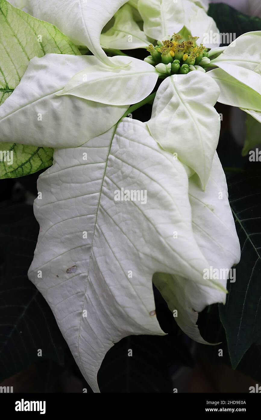 Euphorbia pulcherrima ‘White’ poinsettia White – piccoli fiori gialli e grandi crateri ovati bianchi a foglia, dicembre, Inghilterra, Regno Unito Foto Stock