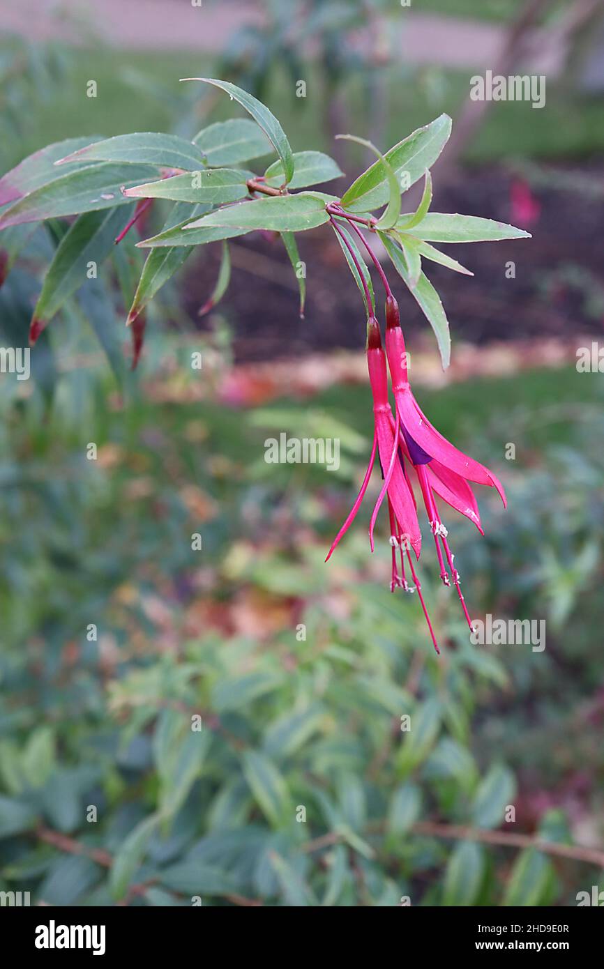 Fuchsia hatschbachii la fucsia di Hatschbach – tubo viola, lunghi snelli sepals rosa profondo, foglie di tipo salice verde scuro, dicembre, Inghilterra, Regno Unito Foto Stock