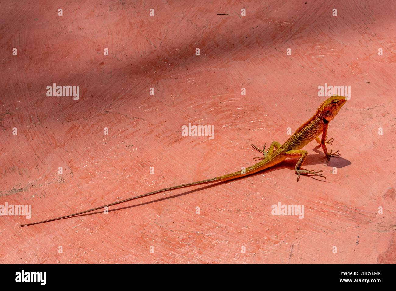 piccolo rettile luzzaed o gecko gekko sul patio in thailandia, piccola lucertola o gecko con coda lunga prendere il sole o crogiolarsi il sole caldo in thailandia asia. Foto Stock