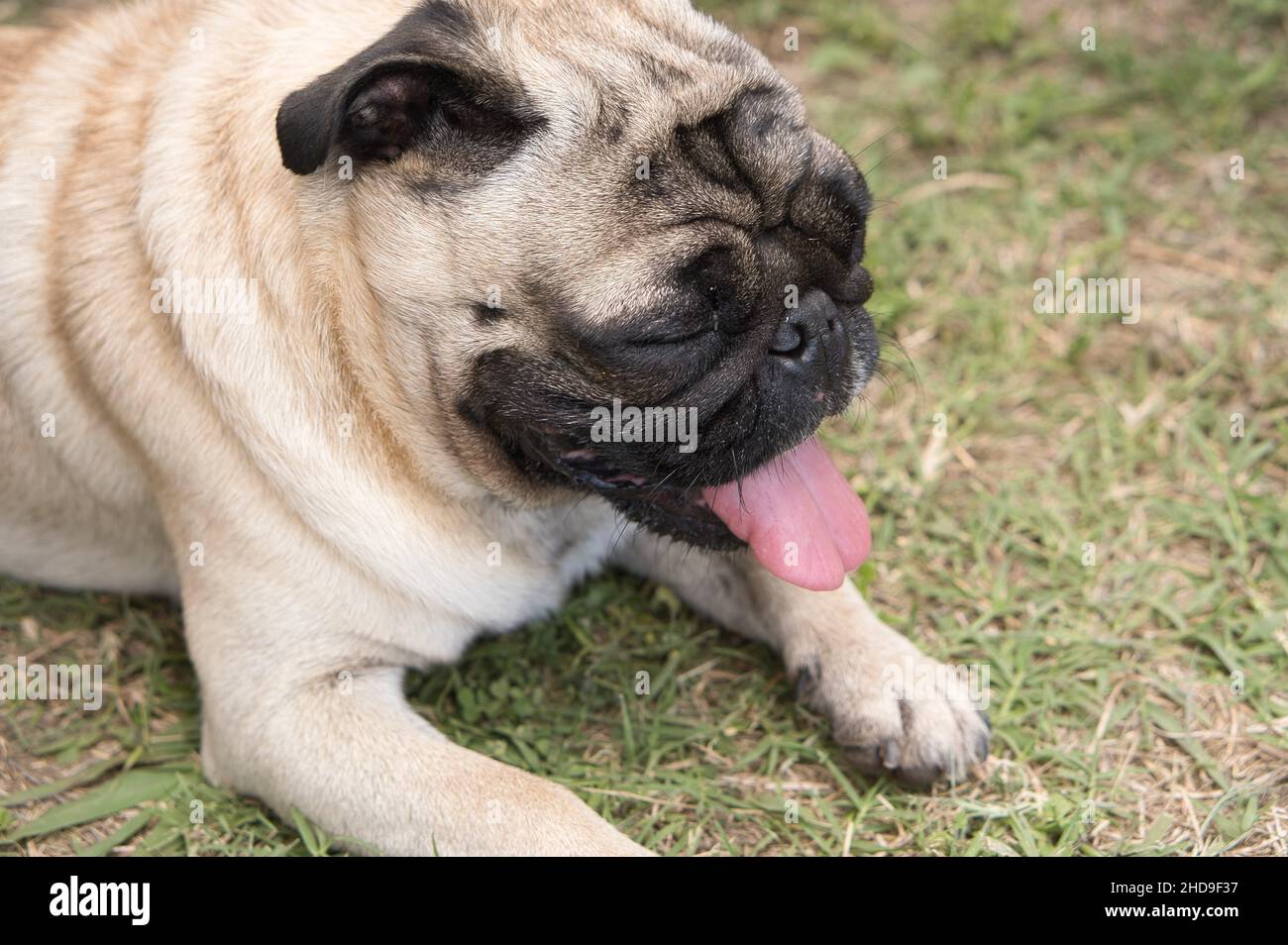 Cane pug stanco e sonnolento che riposa sull'erba all'esterno Foto Stock