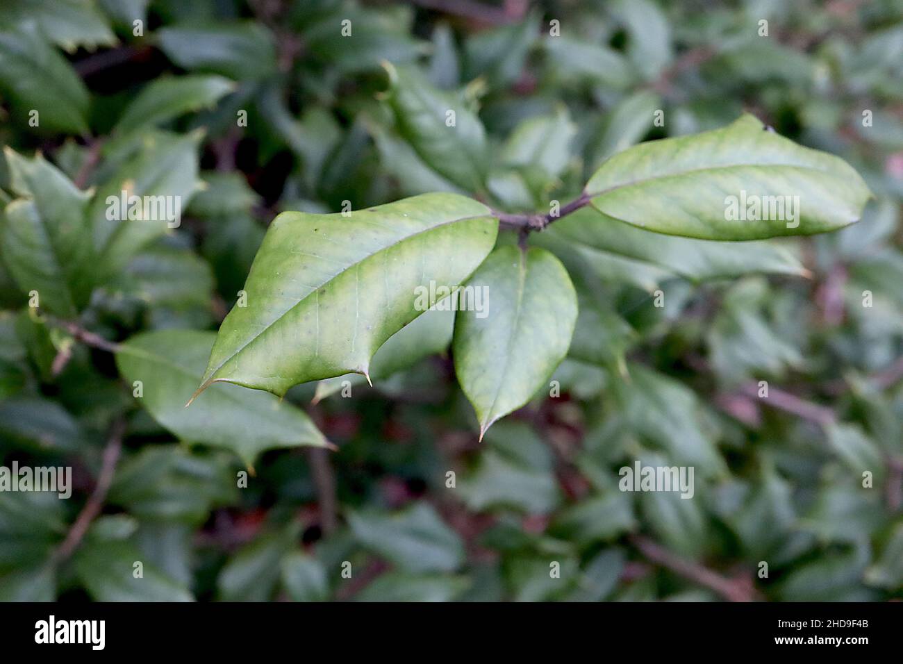 Ilex opaca American Holly – foglie di verde medio opaco con margini spinosi, dicembre, Inghilterra, Regno Unito Foto Stock