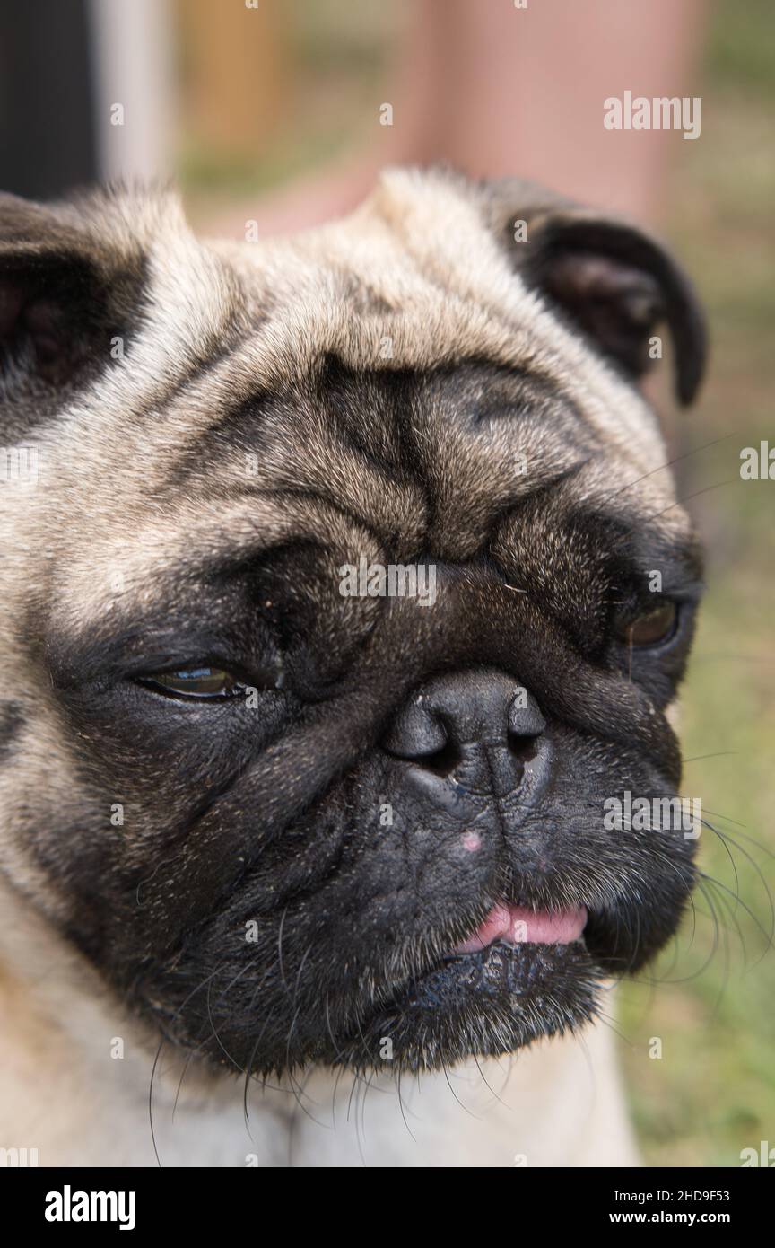 Colpo verticale di un cane pug stanco addormentato carino contro uno sfondo sfocato Foto Stock