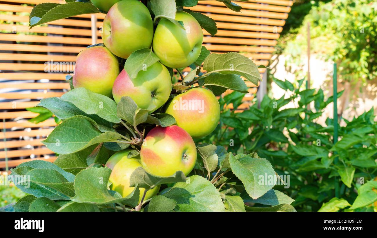 Un sacco di mele su un albero colonnare di mele da vicino sullo sfondo di un baldacchino di tavole di legno. Un albero di mele senza rami laterali. Ricco ha di mele Foto Stock