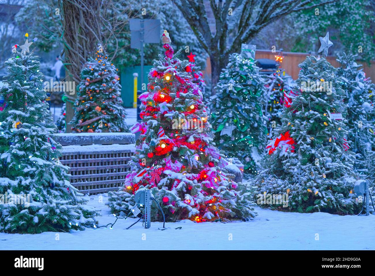Neve sugli alberi di Natale, Dundarave Festival of Lights, West Vancouver, British Columbia, Canada Foto Stock