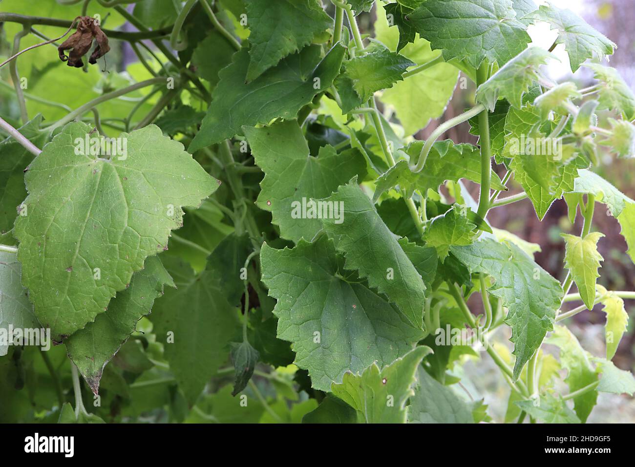 Lofosfermum erubescens creeping glossinia – cuore a forma di foglie verde medio con margini dentati, dicembre, Inghilterra, Regno Unito Foto Stock