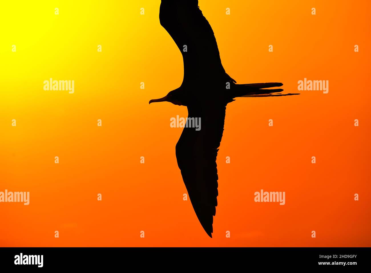 Un singolo uccello silhouette volare con ali sparsi in un n Abstract Painting Style Illustration Foto Stock