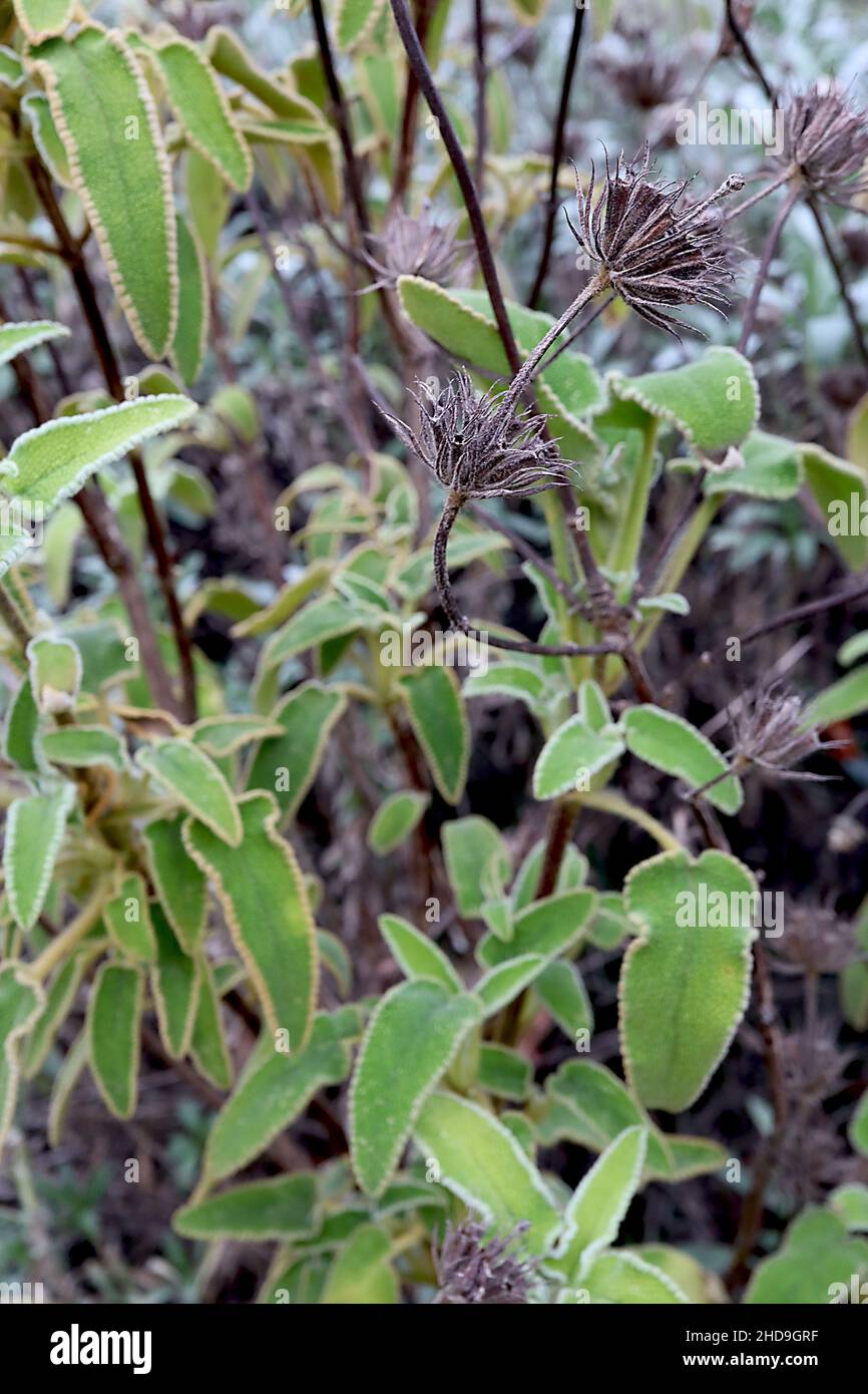 Salvia Phlomis leucofratta Jerusalem – calice marrone scuro e foglie verdi brillanti con margini gialli frangiati, dicembre, Inghilterra, Regno Unito Foto Stock
