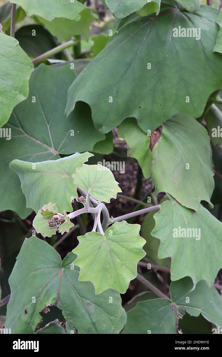 Roldana petasitis velluto groundsel – grandi foglie leggere e medio verde con margini ondulati, dicembre, Inghilterra, Regno Unito Foto Stock
