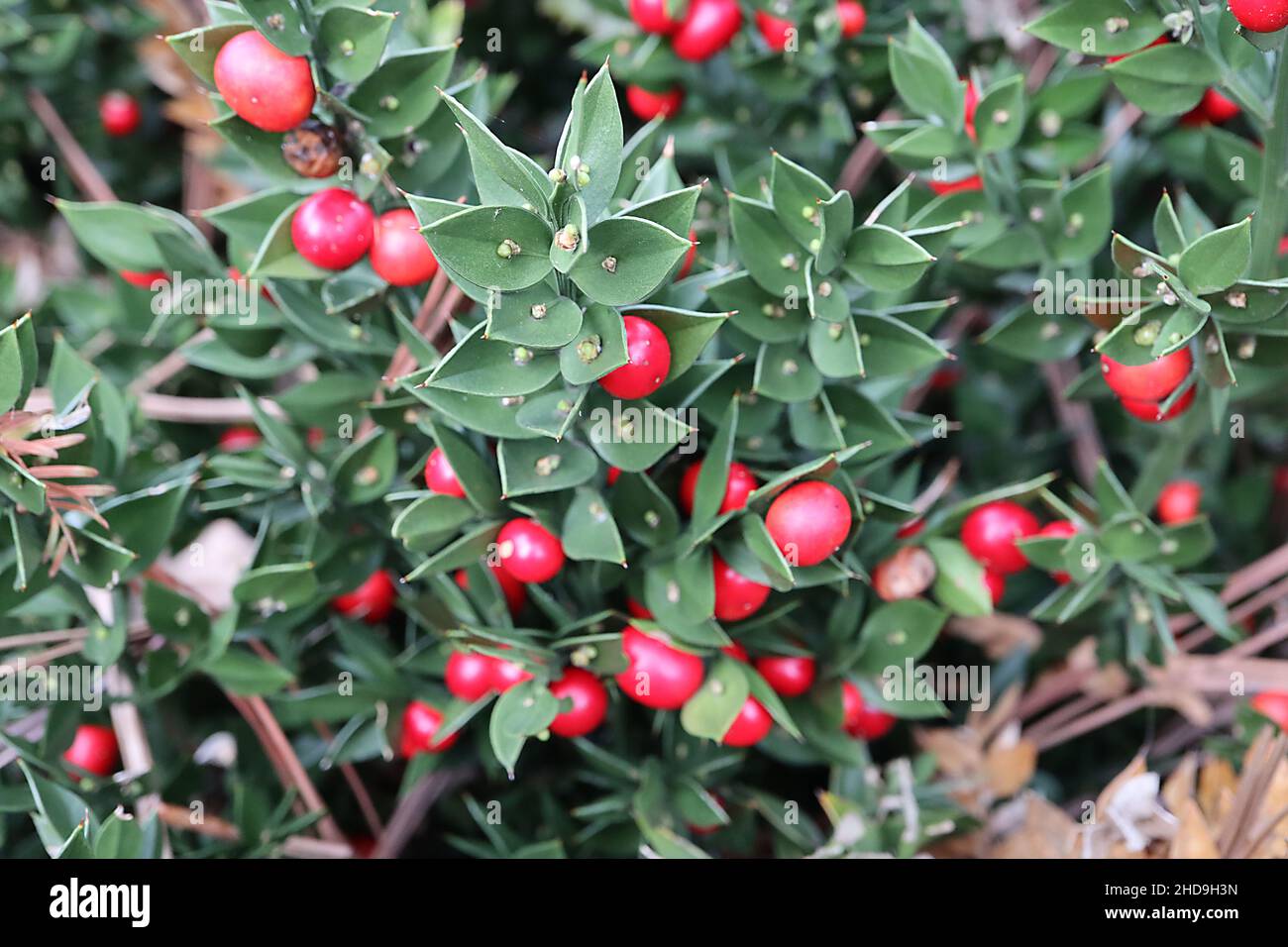 Scopa di Ruscus aculeatus Butcher – bacche rosse lucide e foglie verdi scure con punta a spina, dicembre, Inghilterra, Regno Unito Foto Stock