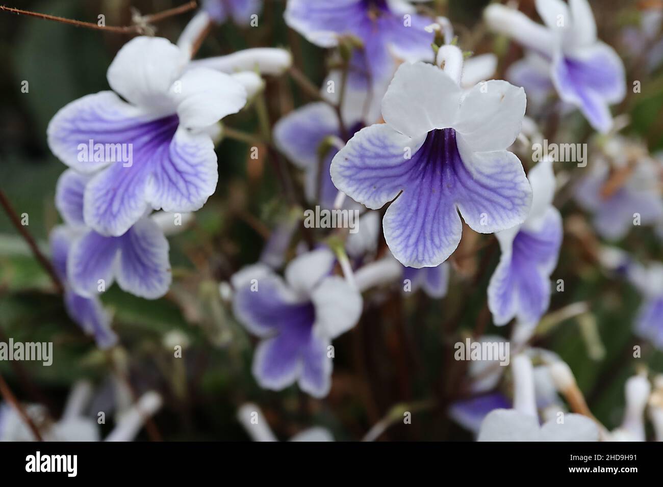 Streptocarpus «Crystal Ice» capo Primrose Crystal Ice - fiori tubolari bianchi a fondo piatto con fiore viola chiaro, foglie oblunghe rugose, Foto Stock