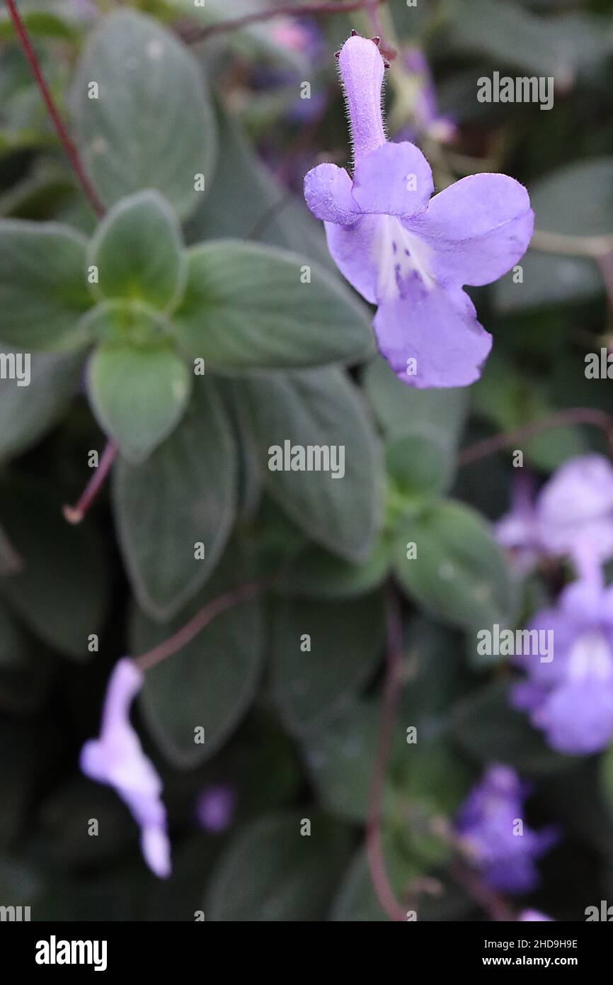 Streptocarpus saxorum falso viola africano – mauve a forma di imbuto fiori e piccole ovate verde scuro Fleshy foglie, dicembre, Inghilterra, Regno Unito Foto Stock