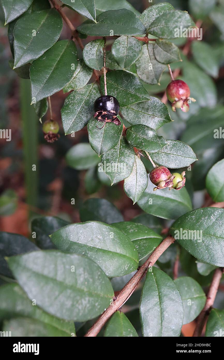 Ugni molinae guava cilena – piccoli frutti di bosco neri viola e foglie verdi lucide, dicembre, Inghilterra, Regno Unito Foto Stock