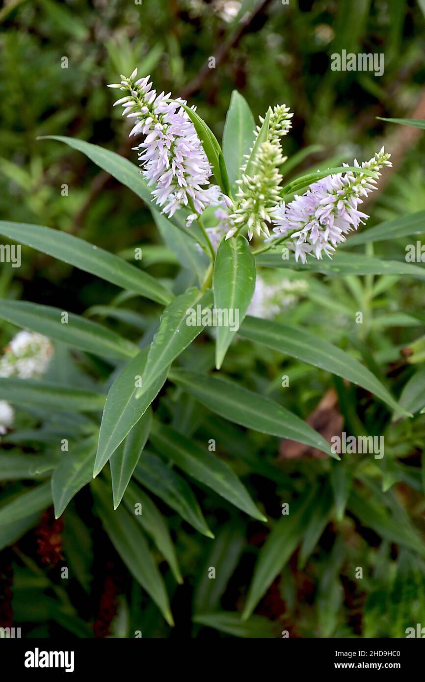 Veronica salicifolia speedwell con foglie di salice – fitti grappoli cilindrici di piccoli fiori bianchi e foglie di salice verde medio, dicembre, Inghilterra, Foto Stock