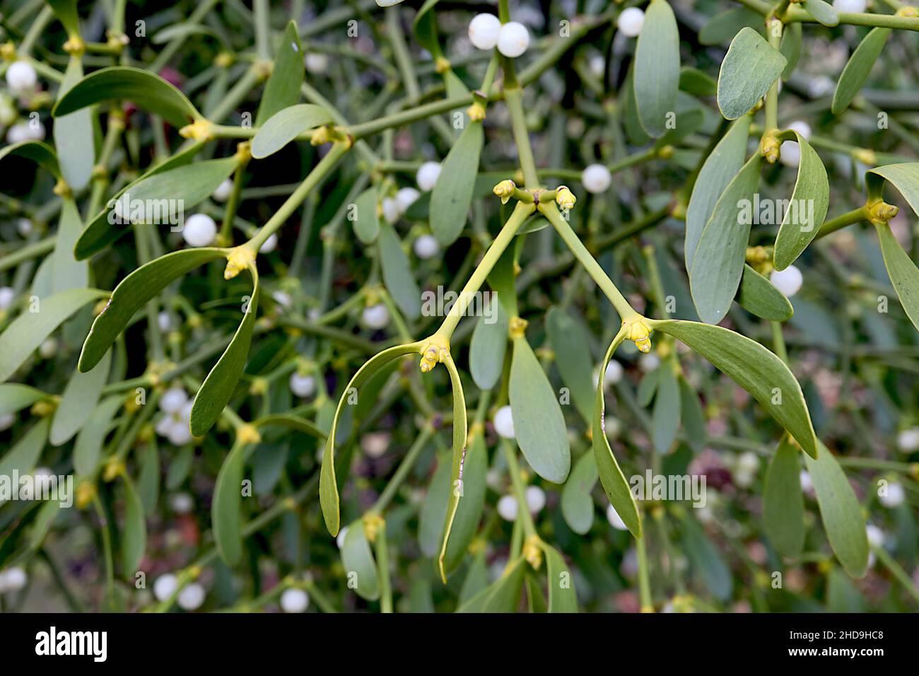 Viscum album mistletoe – tondeggianti bacche bianche e oblunghe metà verde ali paia, dicembre, Inghilterra, Regno Unito Foto Stock