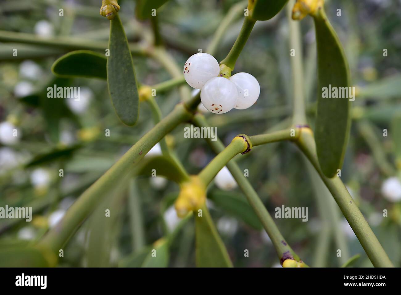 Viscum album mistletoe – tondeggianti bacche bianche e oblunghe metà verde ali paia, dicembre, Inghilterra, Regno Unito Foto Stock