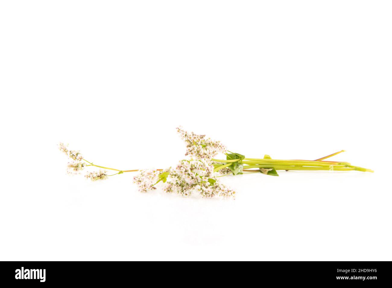 Pianta di grano saraceno isolata su sfondo bianco Foto Stock