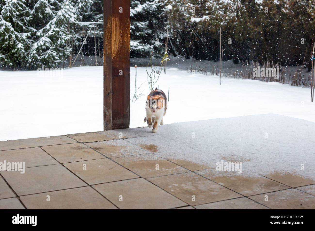 Gelido gatto tricolore corre via dalla nevicata in veranda coperta. Pilastro in legno con tacche a griffa. Sfondo del cortile innevato Foto Stock