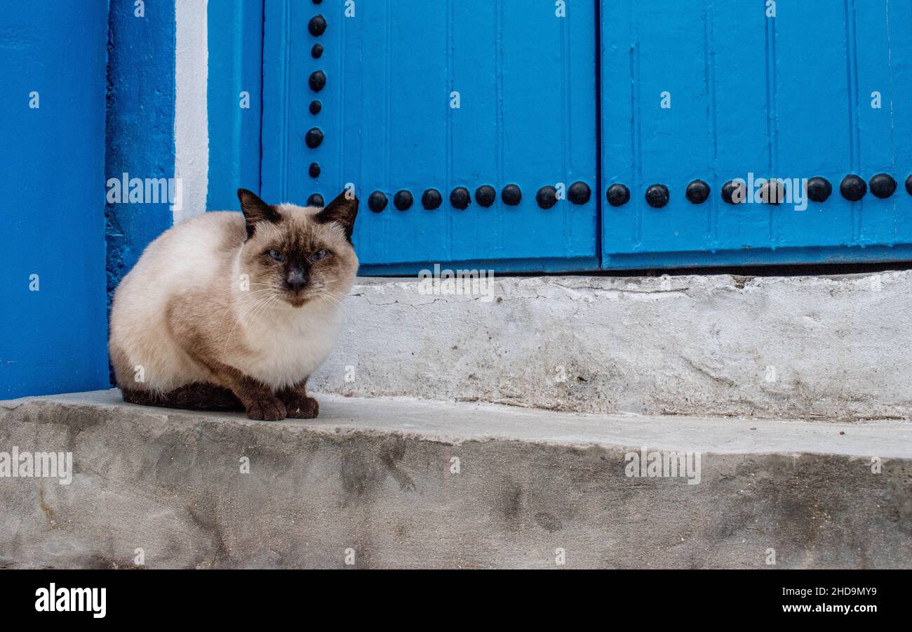 Primo piano di un gatto bianco con orecchie nere che si siedono all'aperto a Bizerte in Tunisia Foto Stock