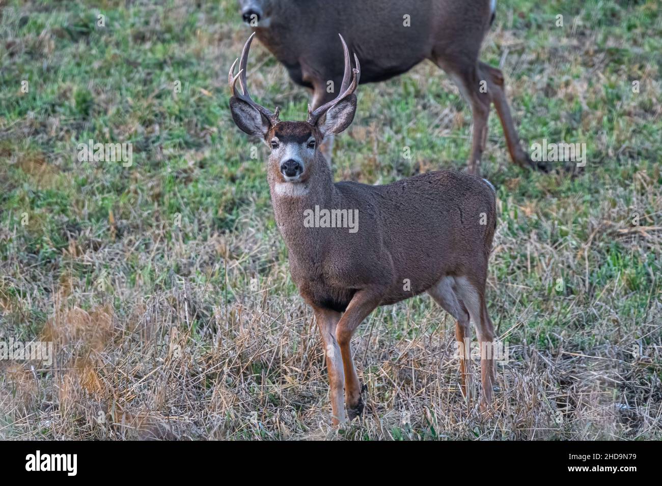 Maschio Mule Deer (Odocoileus hemionus) nel mese di novembre Foto Stock