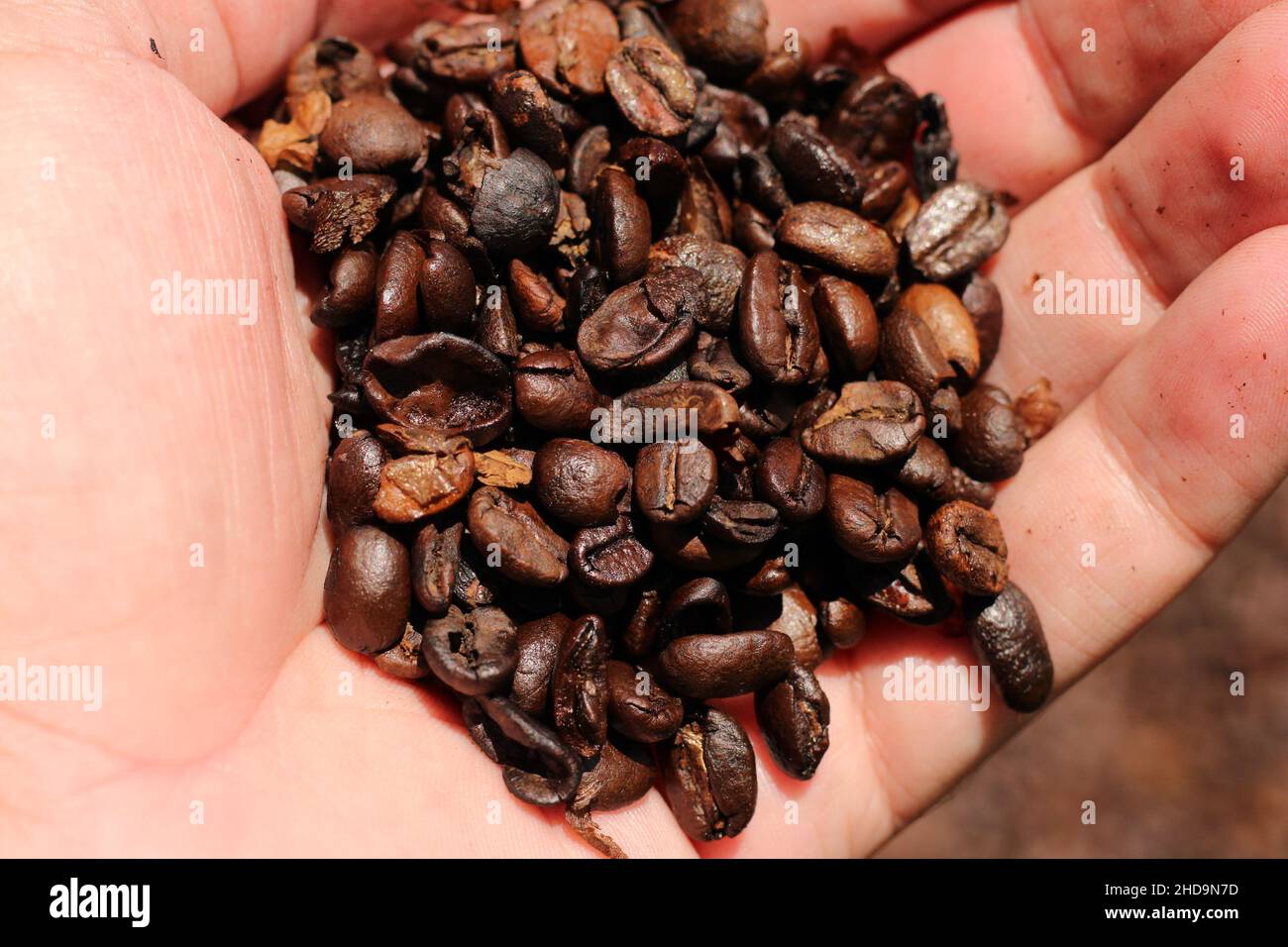 Un primo piano di caffè tostato artigianale in una mano Foto Stock Un primo piano di caffè tostato artigianale in una mano Foto Stock