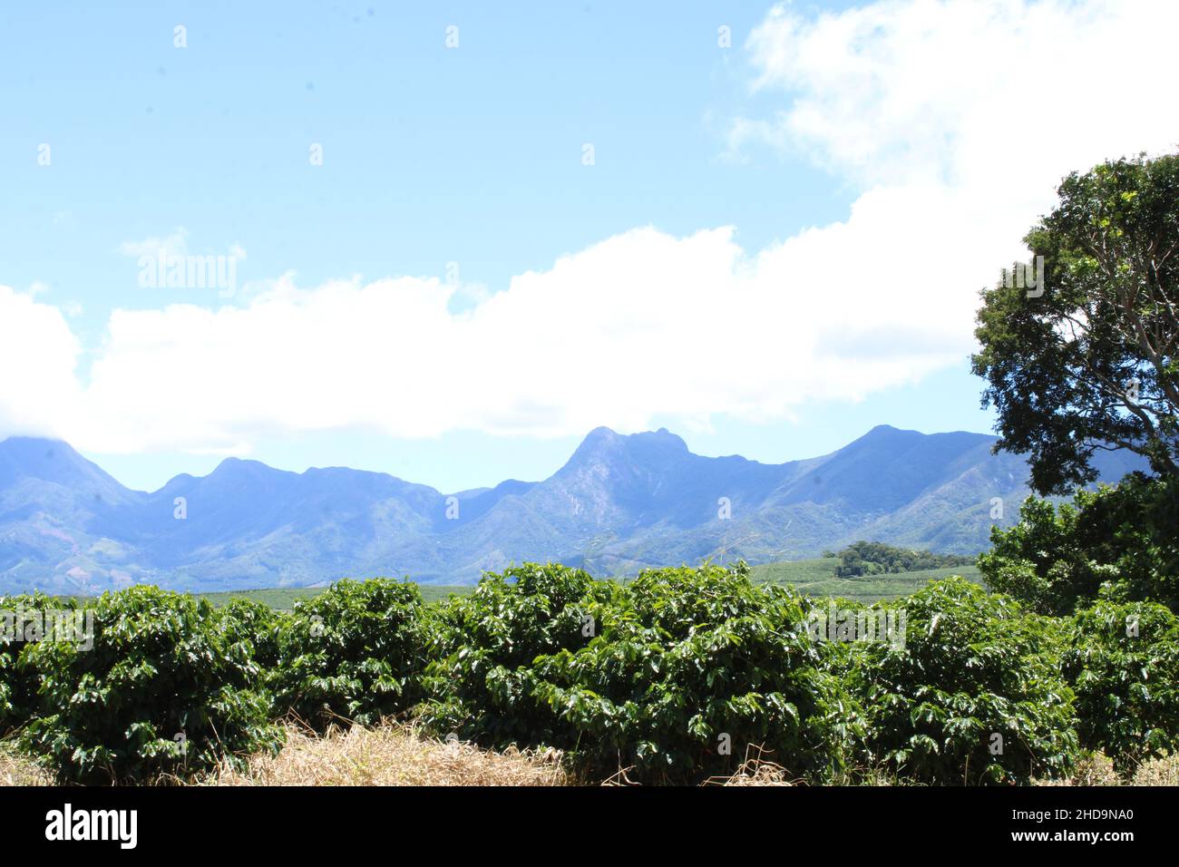 Piantagioni di caffè nelle regioni montane delle fattorie del Brasile Foto Stock