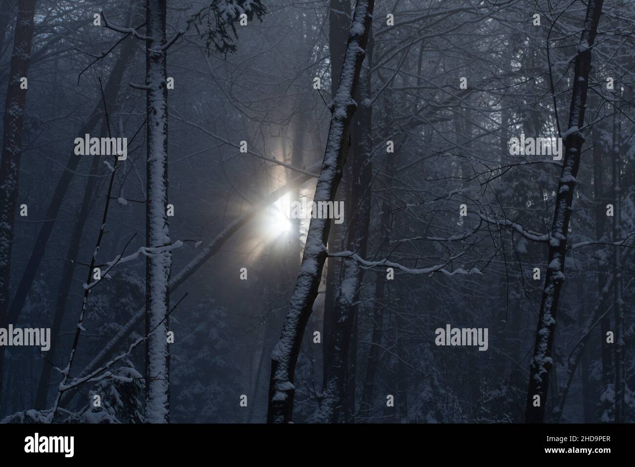 foresta di nebbia mistica con il sole che passa attraverso Foto Stock