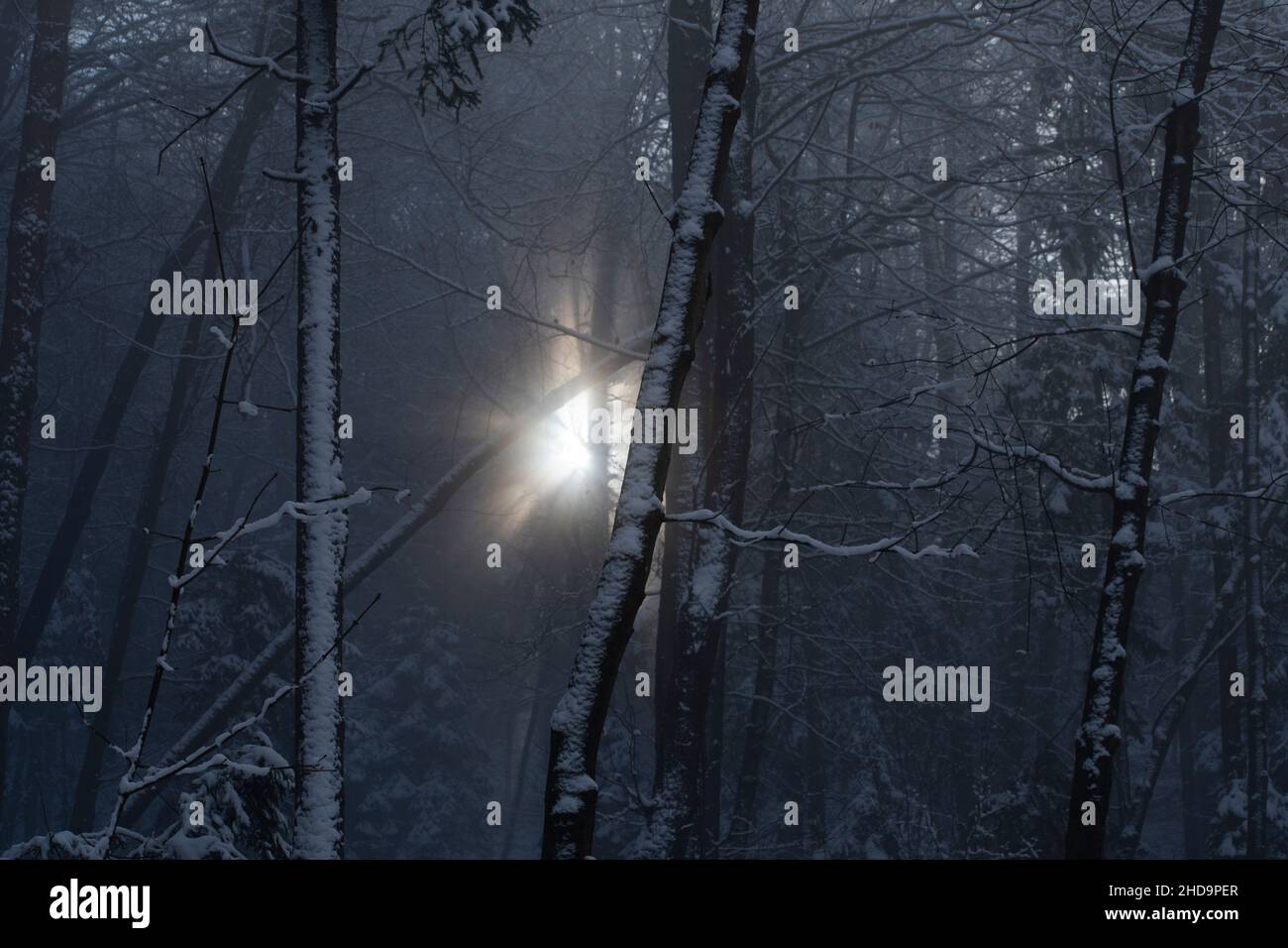foresta di nebbia mistica con il sole che passa attraverso Foto Stock foresta di nebbia mistica con il sole che passa attraverso Foto Stock