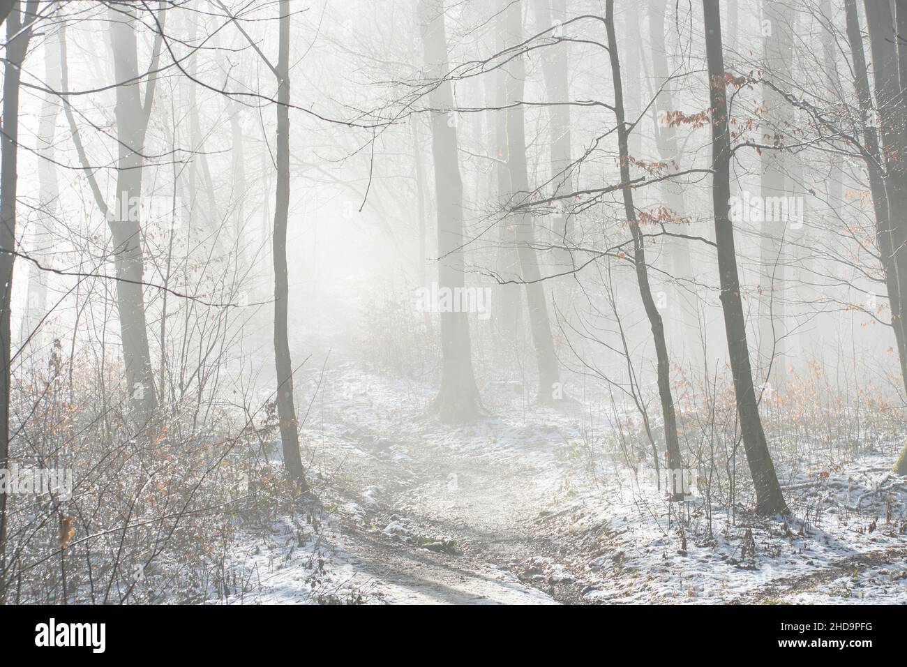 Tranquilla nebbia autunno foresta. Foto Stock Tranquilla nebbia autunno foresta. Foto Stock