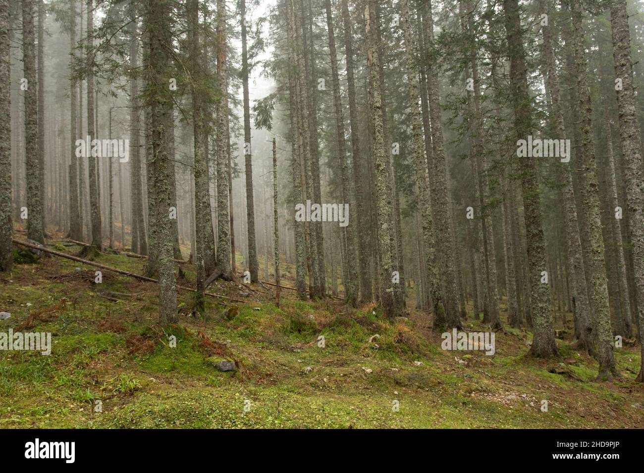 foresta di misty con erba verde Foto Stock foresta di misty con erba verde Foto Stock