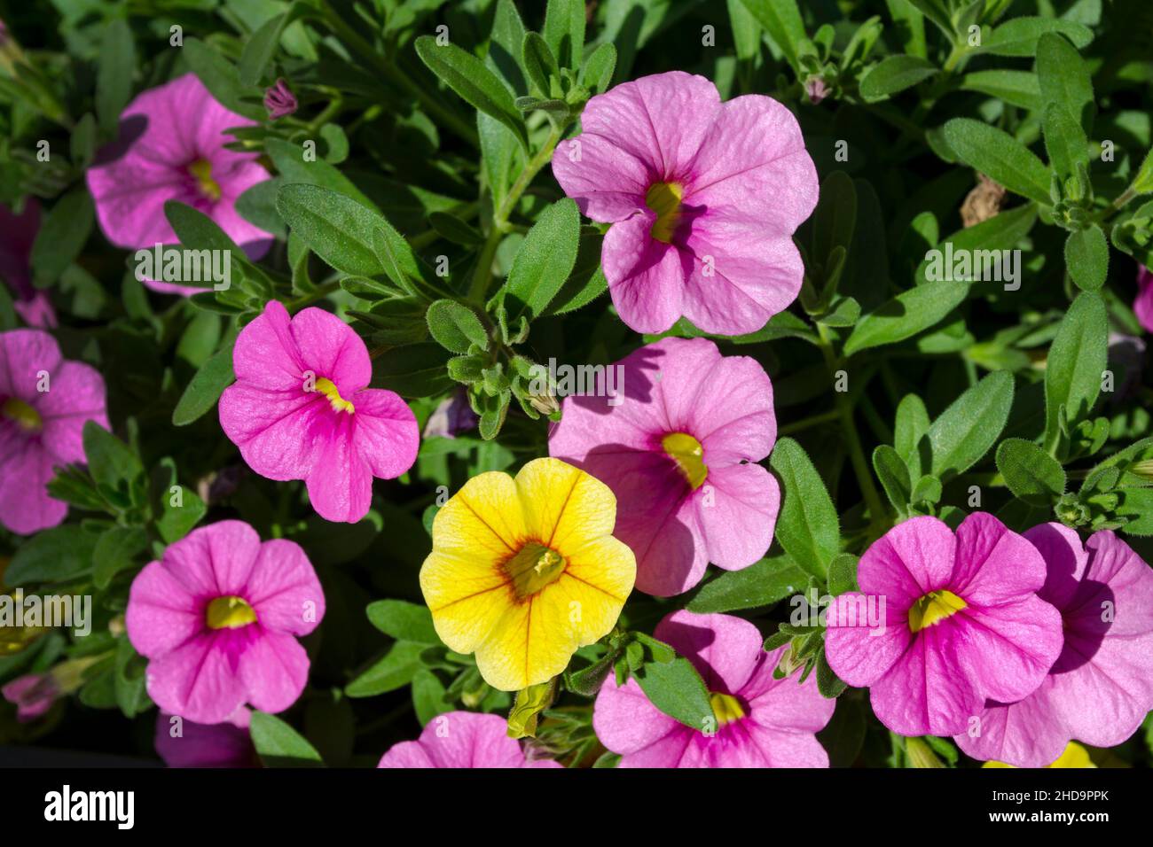 Bella petunia bianca che fiorisce nel giardino. Petunia è un genere di 20 specie di piante da fiore di origine sudamericana. Foto Stock