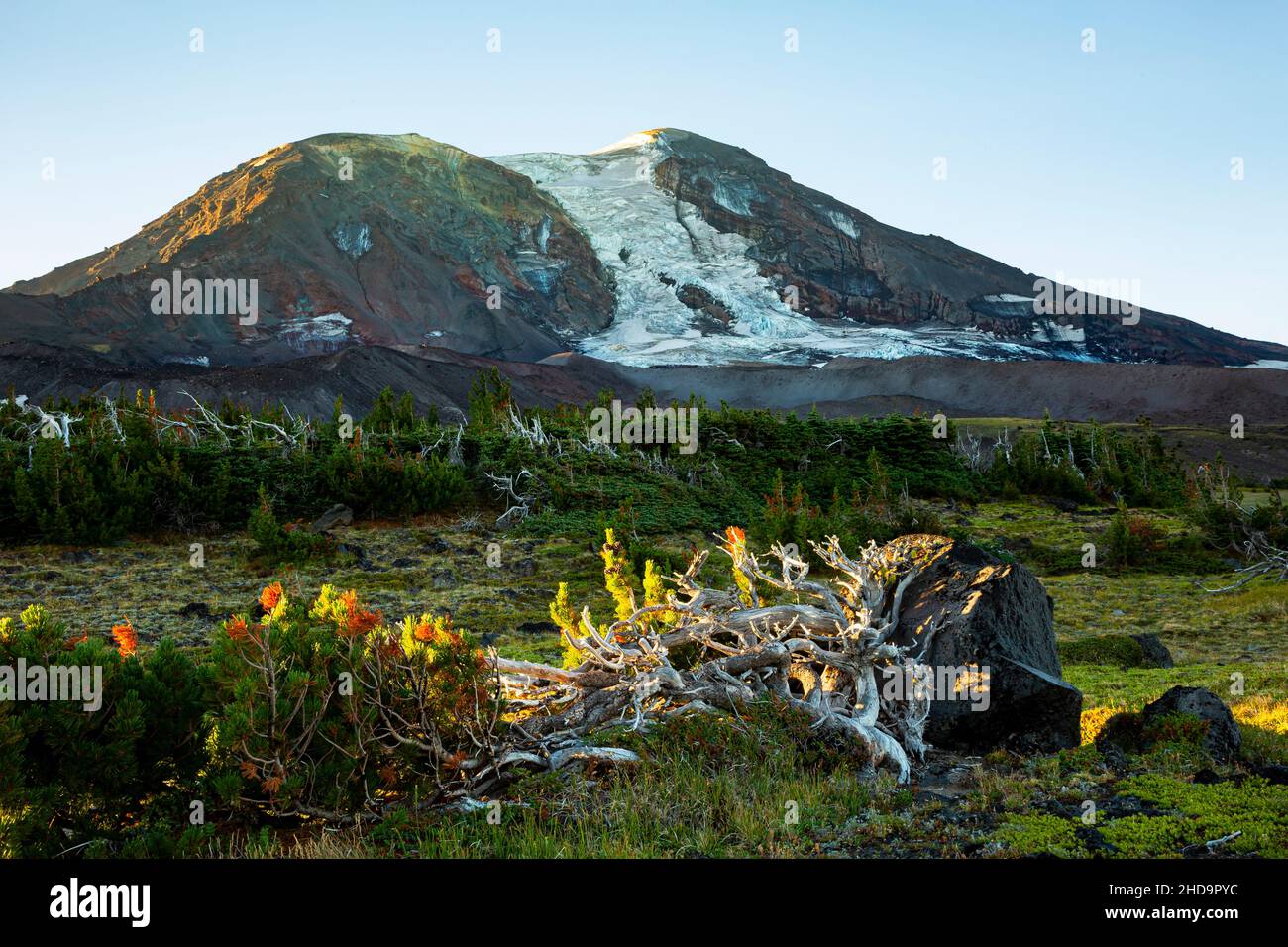 WA19999-00...WASHINGTON - sole di prima mattina ad Adams Creek Meadows/High Camp in Mount Adams Wilderness. Foto Stock