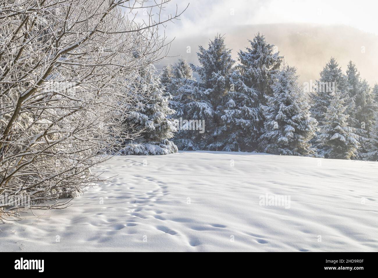 Vista su un paesaggio invernale innevato con alberi ricoperti di ghiaccio. Foto Stock
