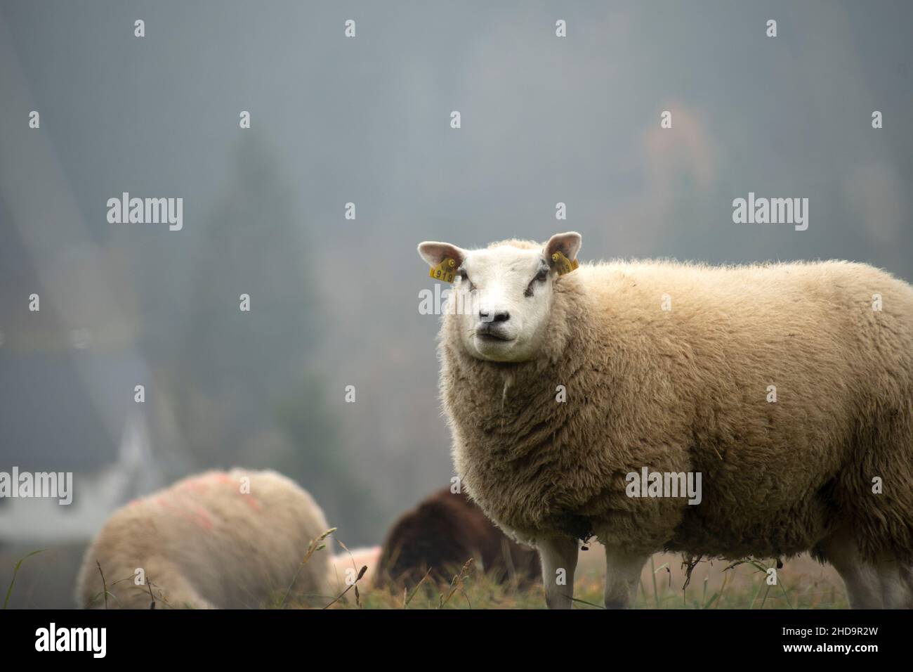 Portait di una pecora in un giorno di nebbia Foto Stock Portait di una pecora in un giorno di nebbia Foto Stock