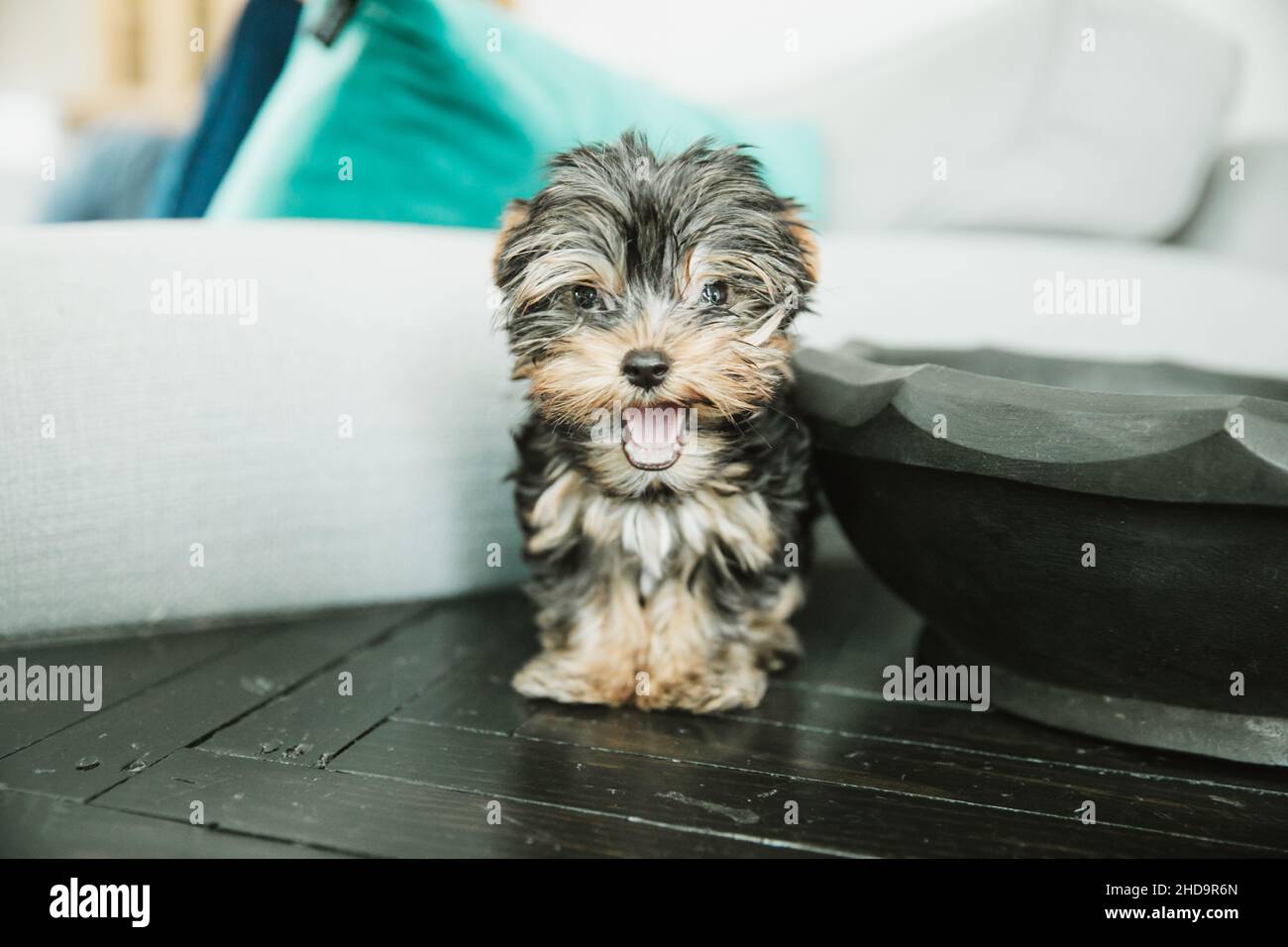 Un piccolo cucciolo di yorkie teacup seduto su un braccio con un cuscino di teal Foto Stock