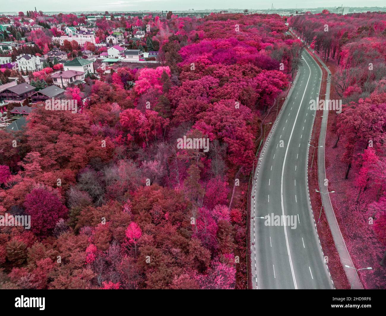 Aereo sopra strada panoramica curva vuota in foresta di vino rosso. Guarda verso il basso sulla strada nel colorato parco cittadino. Vista sulla cima degli alberi a Kharkiv, Ucraina Foto Stock