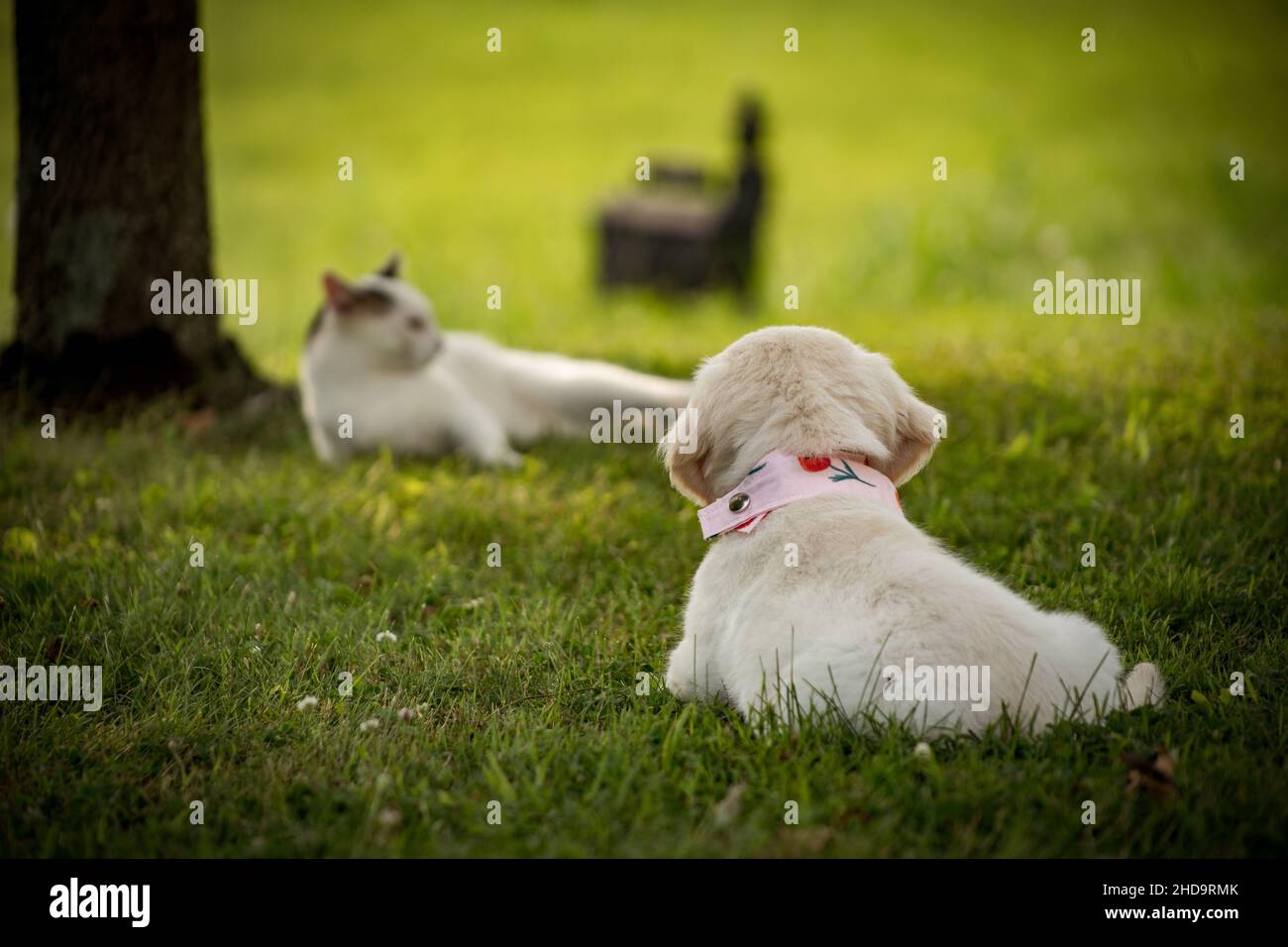 Fuoco poco profondo di un cucciolo di labrador che guarda un gatto nel parco Foto Stock