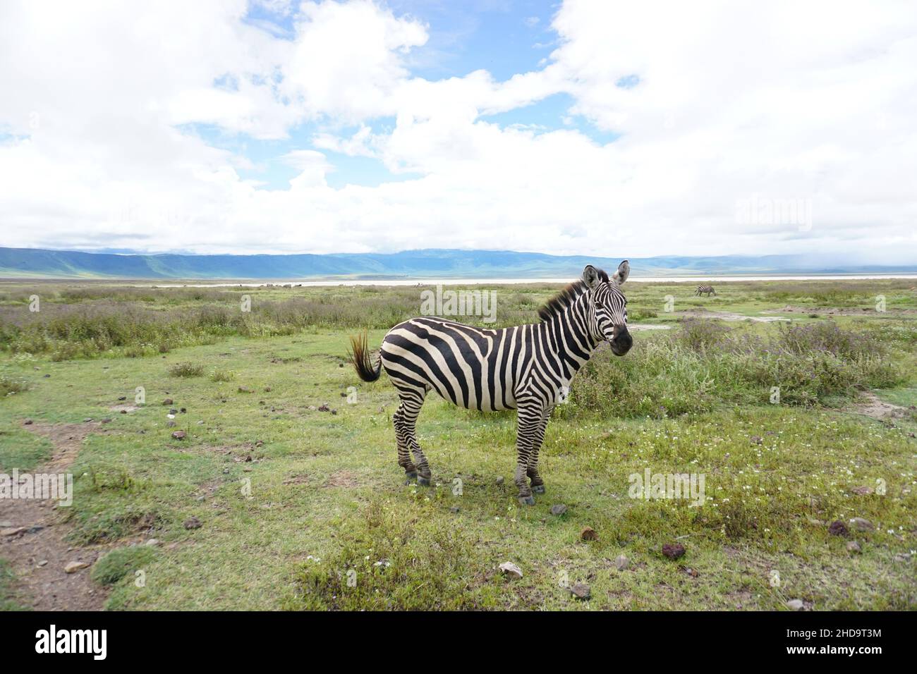 Passando una zebra eccitata in un Safari nel Parco Nazionale del Cratere di Ngorongoro, Tanzania 2021 Foto Stock