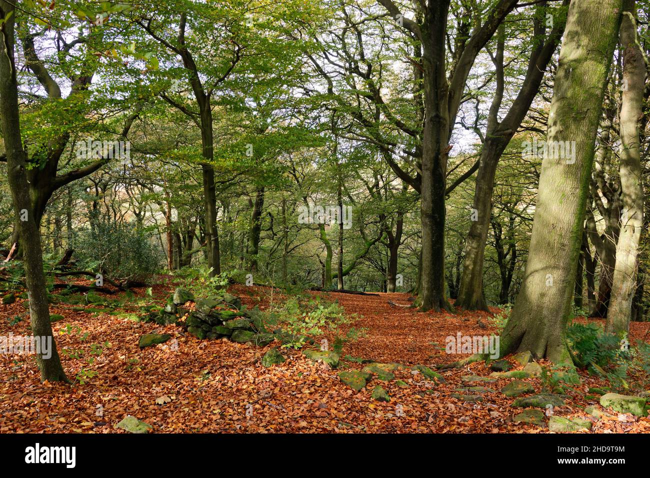 Brinscall, Lancashire, Inghilterra, Gran Bretagna, Ott 27th 2019, Bella scena di bosco d'autunno con alberi di faggio.. Foto Stock