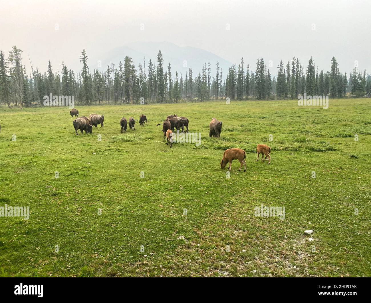 Mandria di bisonte che pascola su un campo Foto Stock Mandria di bisonte che pascola su un campo Foto Stock