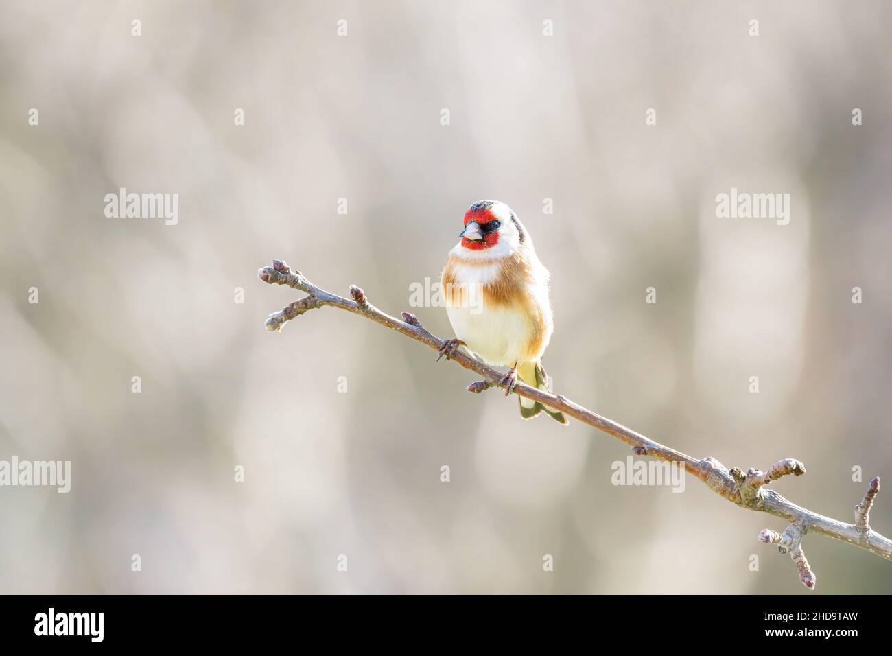 European Goldfinch, Carduelis carduelis, un piccolo uccello da giardino colorato, seduto su un ramoscello sottile Foto Stock
